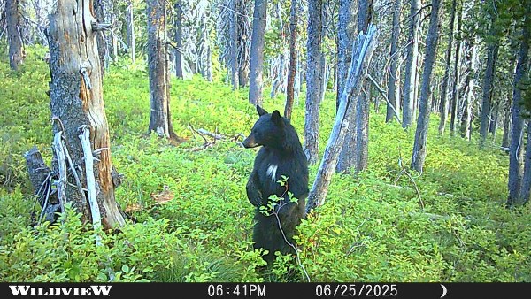 Bear Hunt Idaho